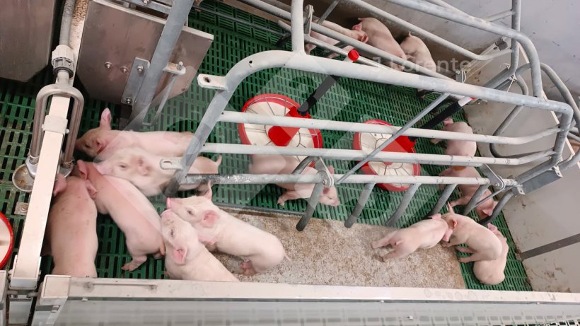 Figure 3 : stalle de maternit&eacute; avec seulement des porcelets et du lait artificiel &agrave; disposition.
