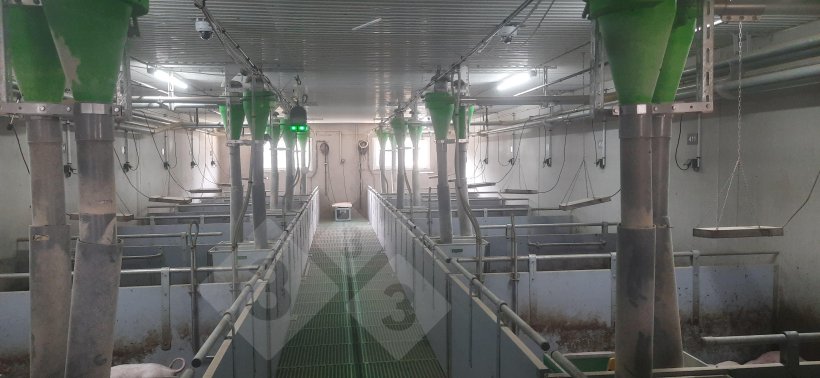 Dispositif de suivi des porcs &agrave; queue enti&egrave;re.
