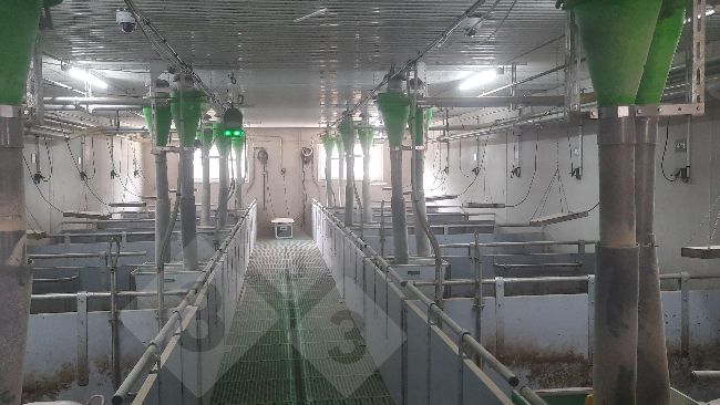 Dispositif de suivi des porcs &agrave; queue enti&egrave;re.
