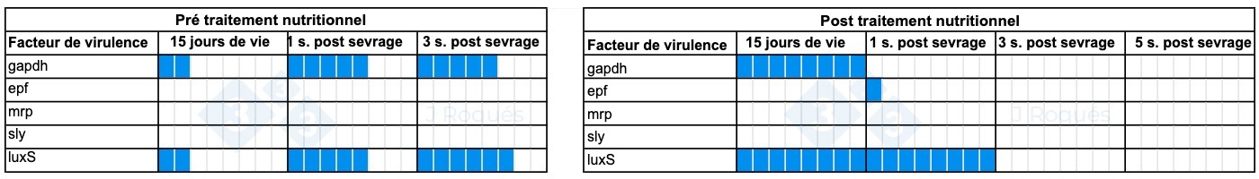 Tableau 1. Évolution des facteurs de virulence détectés chez Streptococcus suis après l'incorporation d'AGCC et d'AGCM.