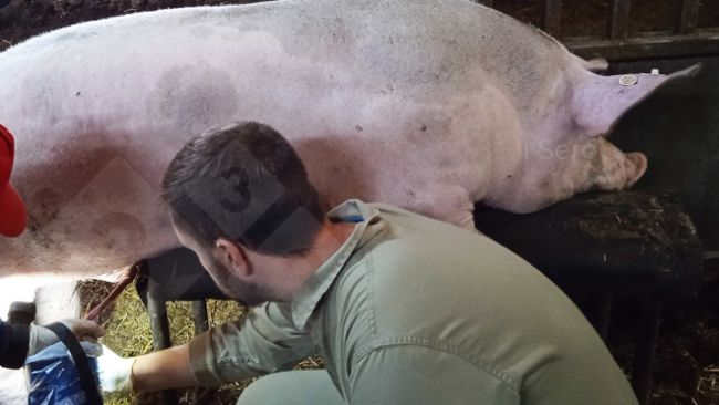 Photo 1 : Ponction f&eacute;morale lors de l'extraction s&eacute;minale.
