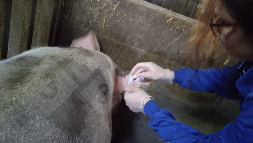 Photo 4. Pr&eacute;l&egrave;vement d'un verrat &agrave; l'aide d'une carte FTA&reg;
