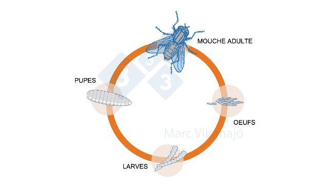 Figure 1 : Cycle biologique de la mouche.
