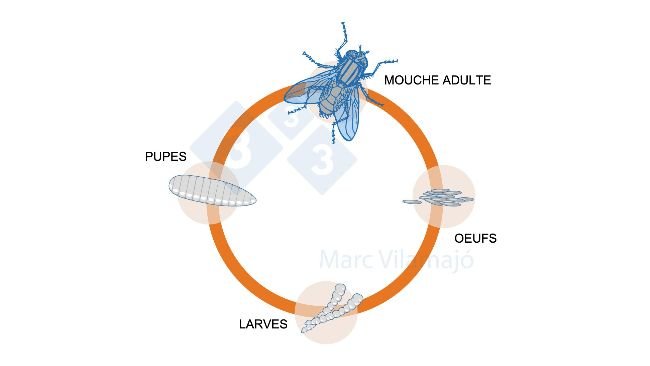 Figure 1 : Cycle biologique de la mouche.