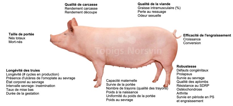 Par&aacute;metros incluidos en el objetivo de selecci&oacute;n de la l&iacute;nea TN70
