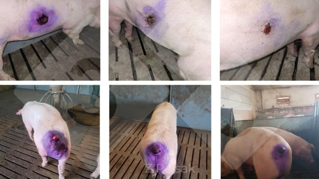 Figure 3 : Évolution et résultats du traitement des plaies cutanées causées par le cannibalisme avec des nanoparticules d'argent.