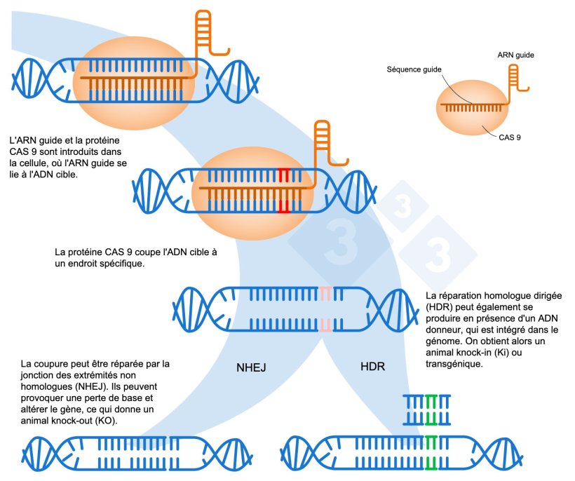 Figure 1 : &Eacute;dition de g&egrave;nes &agrave; l'aide du syst&egrave;me CRISPR-Cas9. Un ARN guide (ARNg) reconna&icirc;t une r&eacute;gion g&eacute;nomique sp&eacute;cifique, laquelle dirige l'endonucl&eacute;ase ADN Cas9. Cette enzyme produit une rupture des deux brins d'ADN &agrave; l'endroit pr&eacute;cis. Adapt&eacute; de : https://es.moleculardevices.com/applications/gene-editing-with-crispr-engineering
