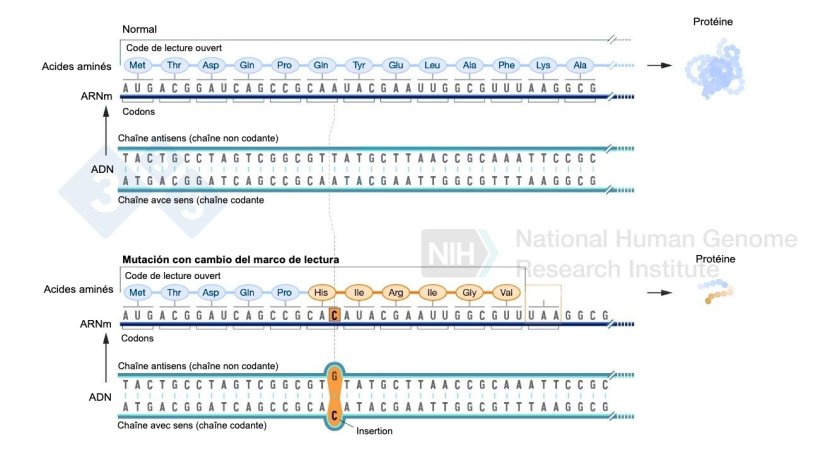Figure 2 : Exemple d'insertion d'un nucl&eacute;otide qui implique un changement dans le code de lecture et entra&icirc;ne la formation d'acides amin&eacute;s diff&eacute;rents de la normale et enfin un codon d'arr&ecirc;t qui stoppe la formation d'autres acides amin&eacute;s pour cette prot&eacute;ine. Source : https://www.genome.gov/es/genetics-glossary/Mutacion-con-cambio-del-marco-de-lectura
