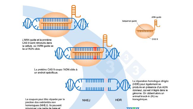 Figure 1 : &Eacute;dition de g&egrave;nes &agrave; l'aide du syst&egrave;me CRISPR-Cas9. Un ARN guide (ARNg) reconna&icirc;t une r&eacute;gion g&eacute;nomique sp&eacute;cifique, laquelle dirige l'endonucl&eacute;ase ADN Cas9. Cette enzyme produit une rupture des deux brins d'ADN &agrave; l'endroit pr&eacute;cis. Adapt&eacute; de : https://es.moleculardevices.com/applications/gene-editing-with-crispr-engineering
