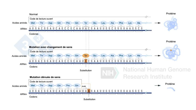 Figure 4 : Utilisation d'&eacute;diteurs de bases pour g&eacute;n&eacute;rer des mutations ponctuelles dans le g&eacute;nome.

