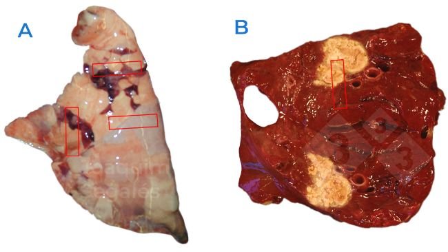 Figure 1. A. Prélèvement général recommandé d'un poumon, comprenant des échantillons des zones normales et des zones affectées. B. En cas de lésions localisées, les zones normales et affectées doivent également être échantillonnées, et pas seulement les lésions.
