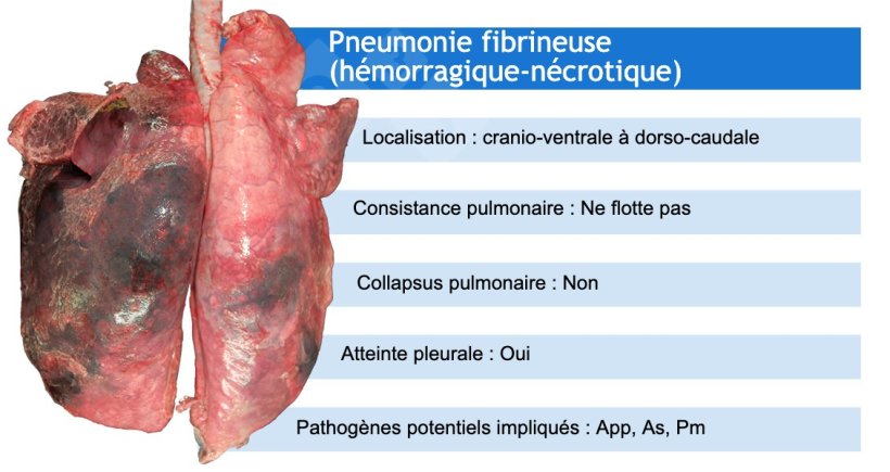 App: Actinobacillus pleuropneumoniae; As: Actinobacillus suis; Pm: Pasteurella multocida