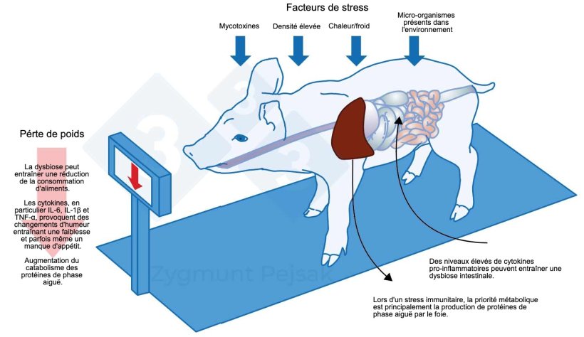 Figure 1. L'un des co&ucirc;ts suppl&eacute;mentaires d'une alerte prolong&eacute;e est la r&eacute;duction de l'app&eacute;tit et, par cons&eacute;quent, l'allongement de la p&eacute;riode d'engraissement. Comme la pression des facteurs de stress environnementaux affecte chaque animal diff&eacute;remment, il y aura une diff&eacute;rence de poids entre les porcelets sevr&eacute;s ou les porcs charcutiers du m&ecirc;me &acirc;ge. Cette diff&eacute;rence de poids entre animaux du m&ecirc;me &acirc;ge peut avoir de graves cons&eacute;quences &eacute;conomiques. En outre, en particulier chez les jeunes animaux, un r&eacute;gime alimentaire manquant de nutriments essentiels pour renforcer la r&eacute;sistance anti-infectieuse peut rendre les animaux plus vuln&eacute;rables. Effets du stress sur l'immunit&eacute;, la sant&eacute; et la productivit&eacute;, Z. Pejsak, 2023, 3trois3.com
