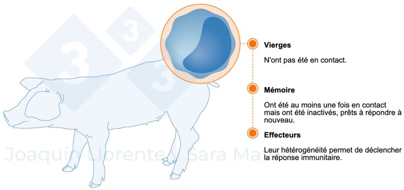 Figure 2 : Stades fonctionnels des lymphocytes.

