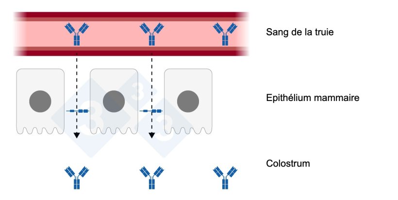 Figure 1 : Jonction &eacute;troite d&eacute;tendue dans l'&eacute;pith&eacute;lium mammaire. &Eacute;labor&eacute; par Sebastian Casir&oacute; - Adapt&eacute; de H. Quesnel et C. Farmer 2018
