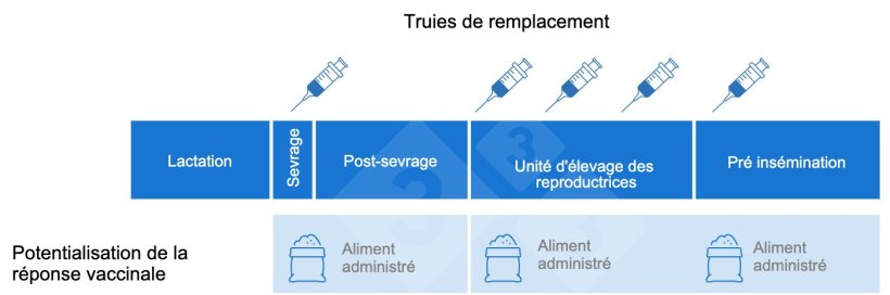 Figure 1 : Exemple d'un protocole de vaccination de cochettes et du moment o&ugrave; les b&ecirc;ta-glucanes peuvent &ecirc;tre utilis&eacute;s comme immuno-adjuvant pour am&eacute;liorer la r&eacute;ponse vaccinale des vaccins souhait&eacute;s.
