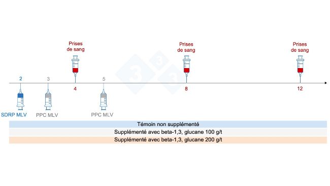 Figure 5 : Plan de l'essai : groupes, moment de la vaccination et pr&eacute;l&egrave;vement d'&eacute;chantillons sanguins (Chuaychu et al., 2024). Adapt&eacute; par S. Casir&oacute; de Chuaychu et al., 2024.
