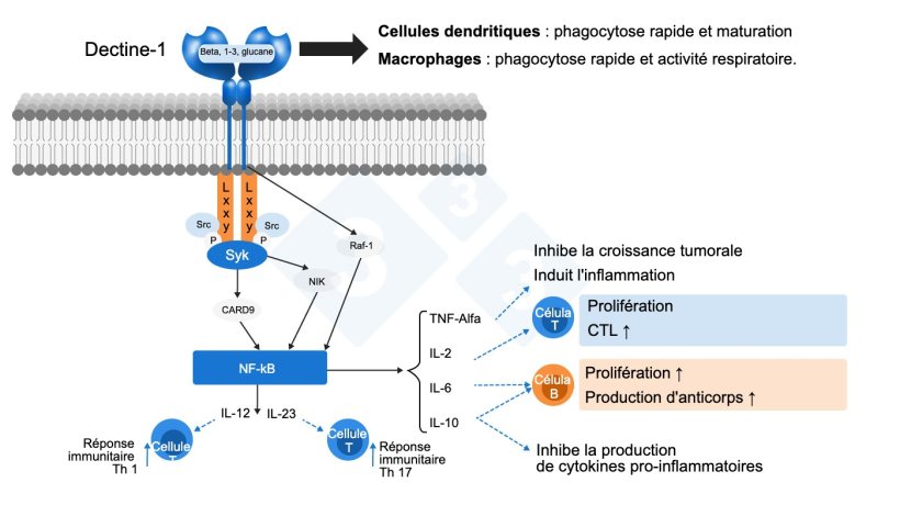 Figure 2 : Mode d'action des b&ecirc;ta-glucanes. Adapt&eacute; par S. Casir&oacute; de Jin et al. 2018.
