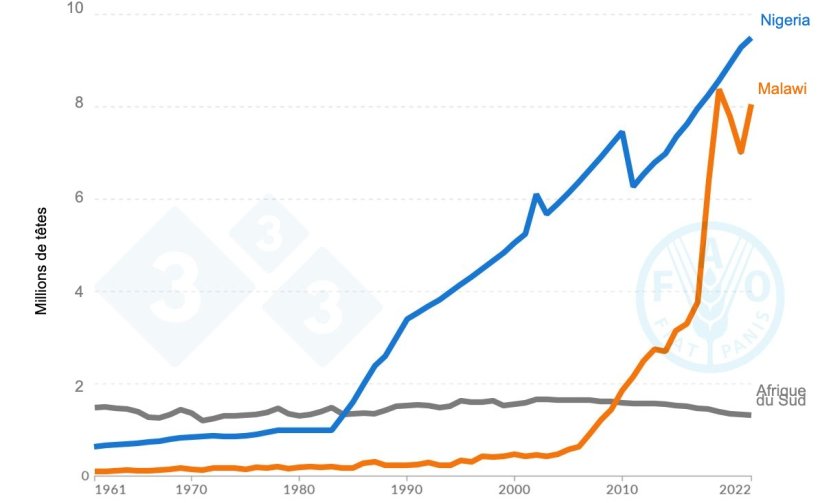 Graphique des effectifs porcins montrant la tendance de la croissance au Nigeria, au Malawi et en Afrique du Sud entre 1961 et 2022. Source : Organisation des Nations unies pour l'alimentation et l'agriculture (FAO)
