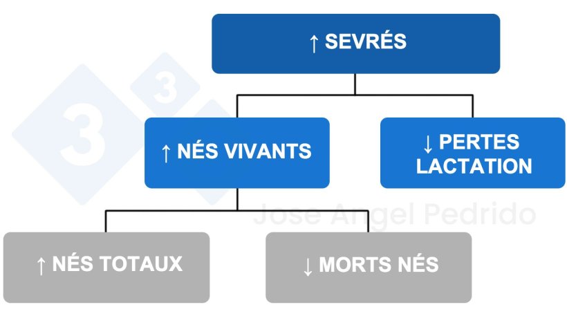 Figure 1 : Arbre de décision pour augmenter le nombre de porcelets sevrés.