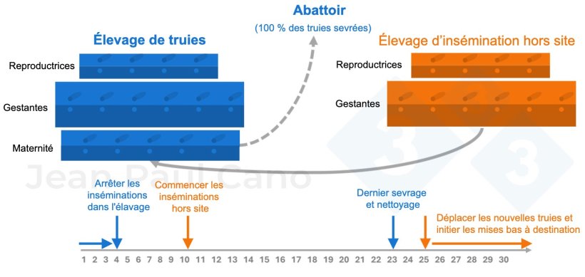 Figure 2. Diagramme chronologique et flux d'animaux pendant le dépeuplement et le repeuplement.