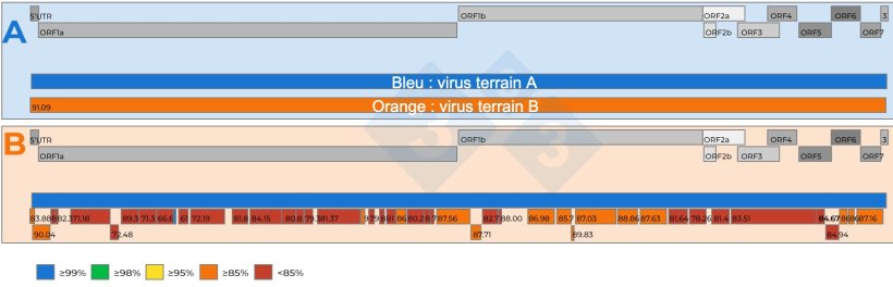 Figure 2 : A) Représentation schématique d'une comparaison entre deux séquences génomiques complètes du SDRPv récupérées à partir d'échantillons de sérum regroupés 15:1 avec Ct de 18,4. Un virus de référence (couleur bleue) a été établi. Le niveau de similarité des nucléotides entre les virus est représenté par des chiffres dans les encadrés rouges. B) Représentation schématique d'une comparaison de deux séquences génomiques du SDRPv récupérées à partir d'échantillons de sérum regroupés 5:1 avec Ct de 19,5. Un virus a été établi comme souche de référence (couleur bleue). Le niveau de similarité des nucléotides entre les fragments du génome récupérés du deuxième virus est codé par des couleurs et également représenté par des chiffres dans les encadrés rouges. Les gènes du génome du SDRPv sont représentés dans la partie supérieure des panneaux A et B. Les ORF individuels présents dans une séquence du génome complet du SDRPv sont représentés dans la partie supérieure des cadres A et B.