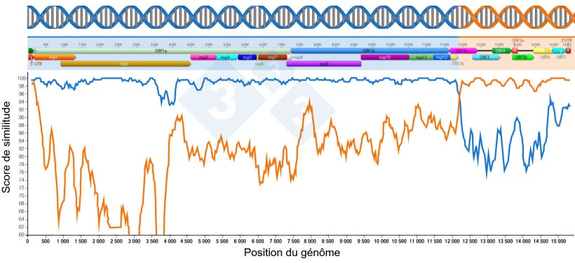 Figure 1 : Repr&eacute;sentation d'une recombinaison g&eacute;n&eacute;rant un nouveau virus. La r&eacute;gion situ&eacute;e avant et apr&egrave;s les points d'intersection des deux lignes indique la partie de g&eacute;nomes re&ccedil;us des deux virus parentaux. Les r&eacute;gions du g&eacute;nome sont repr&eacute;sent&eacute;es dans la partie sup&eacute;rieure.
