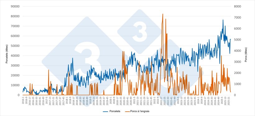 Évolution hebdomadaire des importations espagnoles de porcelets et de porcs d’engraissement en provenance des Pays-Bas (janvier 2016 – juin 2025).
Source : Rédaction 333 d’après les données du RVO.