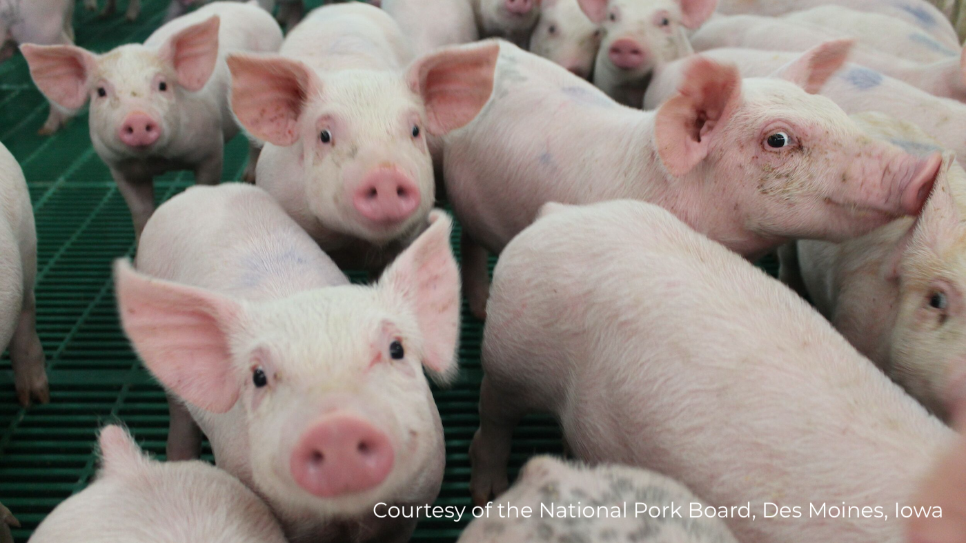 Canada : Un comité pour les maladies animales complexes - Nouvelles ...