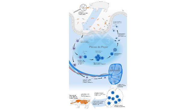 Sch&eacute;ma d'activation du syst&egrave;me immunitaire commun des muqueuses
