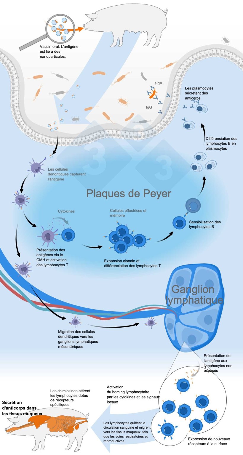 Schéma d'activation du système immunitaire commun des muqueuses