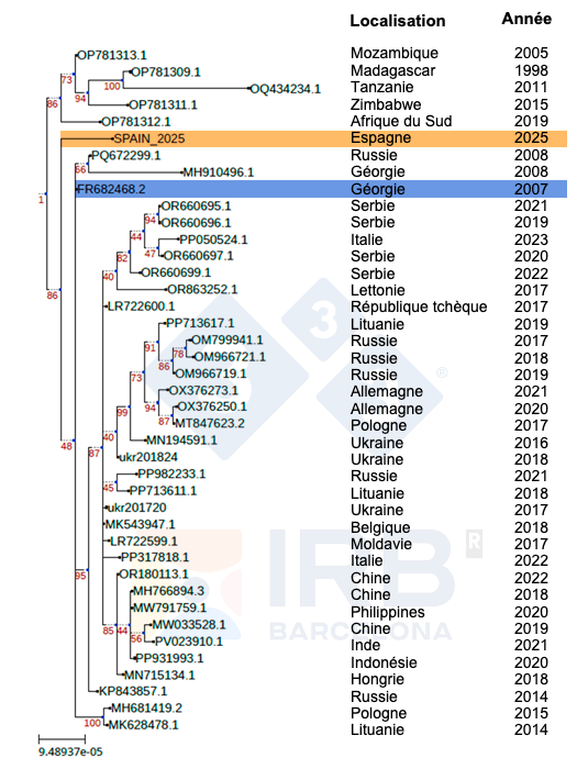 <p>Figure 1. Arbre phylogénétique de la souche Sp25 (en orange) par rapport à d'autres isolats de VPPA africains et européens après l'introduction de la souche Georgia 2007 (en bleu) en Europe. Auteurs : Dr Toni Gabaldón et Marina Marcet-Houben (IRB)</p>