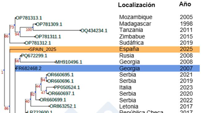 Figure 1. Arbre phylog&eacute;n&eacute;tique de la souche Sp25 (en orange) par rapport &agrave; d'autres isolats de VPPA africains et europ&eacute;ens apr&egrave;s l'introduction de la souche Georgia 2007 (en bleu) en Europe. Auteurs : Dr Toni Gabald&oacute;n et Marina Marcet-Houben (IRB)
