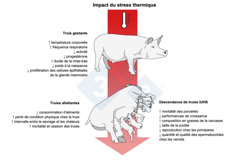 Figure 1 - Effets du stress thermique durant la gestation chez la truie. D'apr&egrave;s Lucy et Safranski, 2017.
