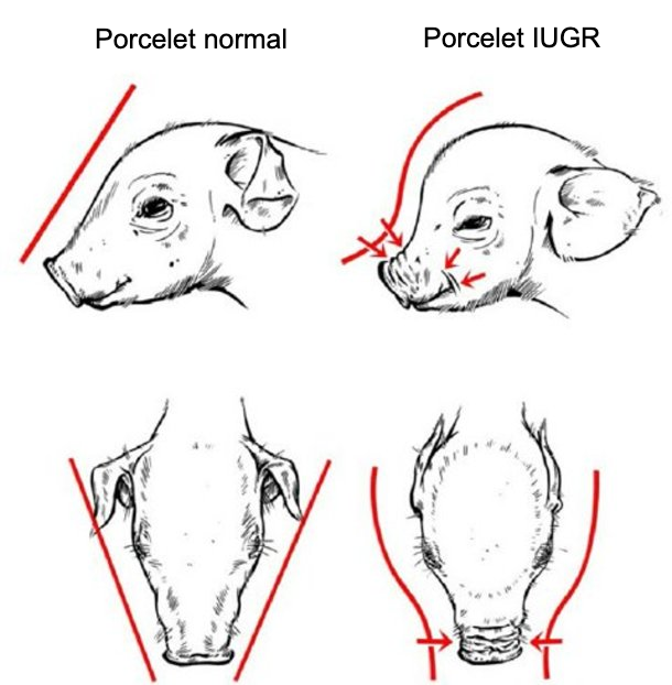 <p>Figure 2. Cr&acirc;ne en forme de dauphin, caract&eacute;ristique des porcelets atteints d'IUGR (Hales et al., 2014).</p>
