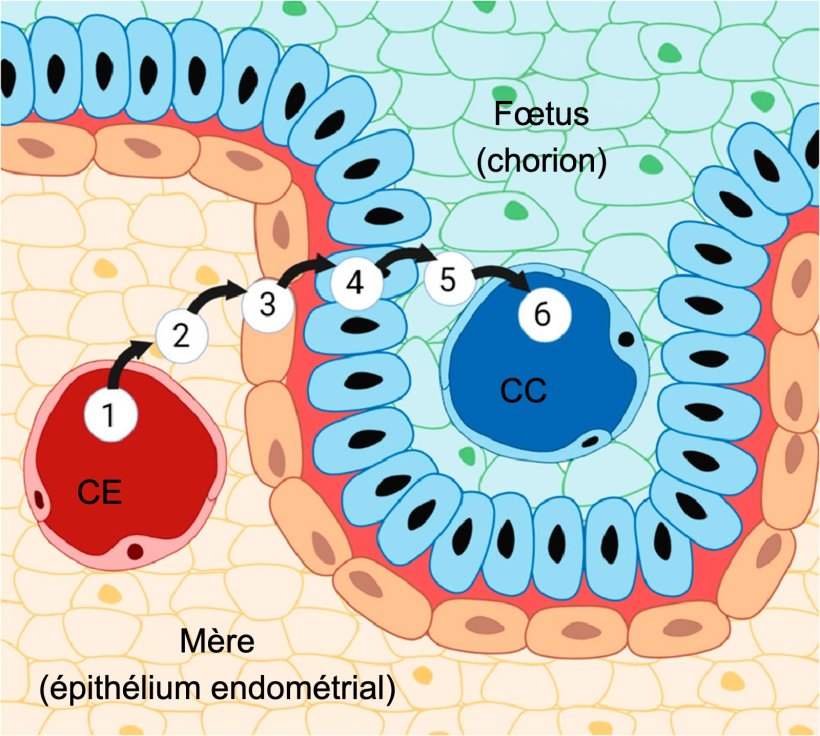 Figure 3. Placenta porcin et ses six couches : (1) capillaires endométriaux, (2) interstice endométrial, (3) épithélium endométrial, (4) épithélium trophoblastique, (5) interstice chorionique et (6) capillaires chorioniques. Source : Almeida & Alvarenga, 2022.