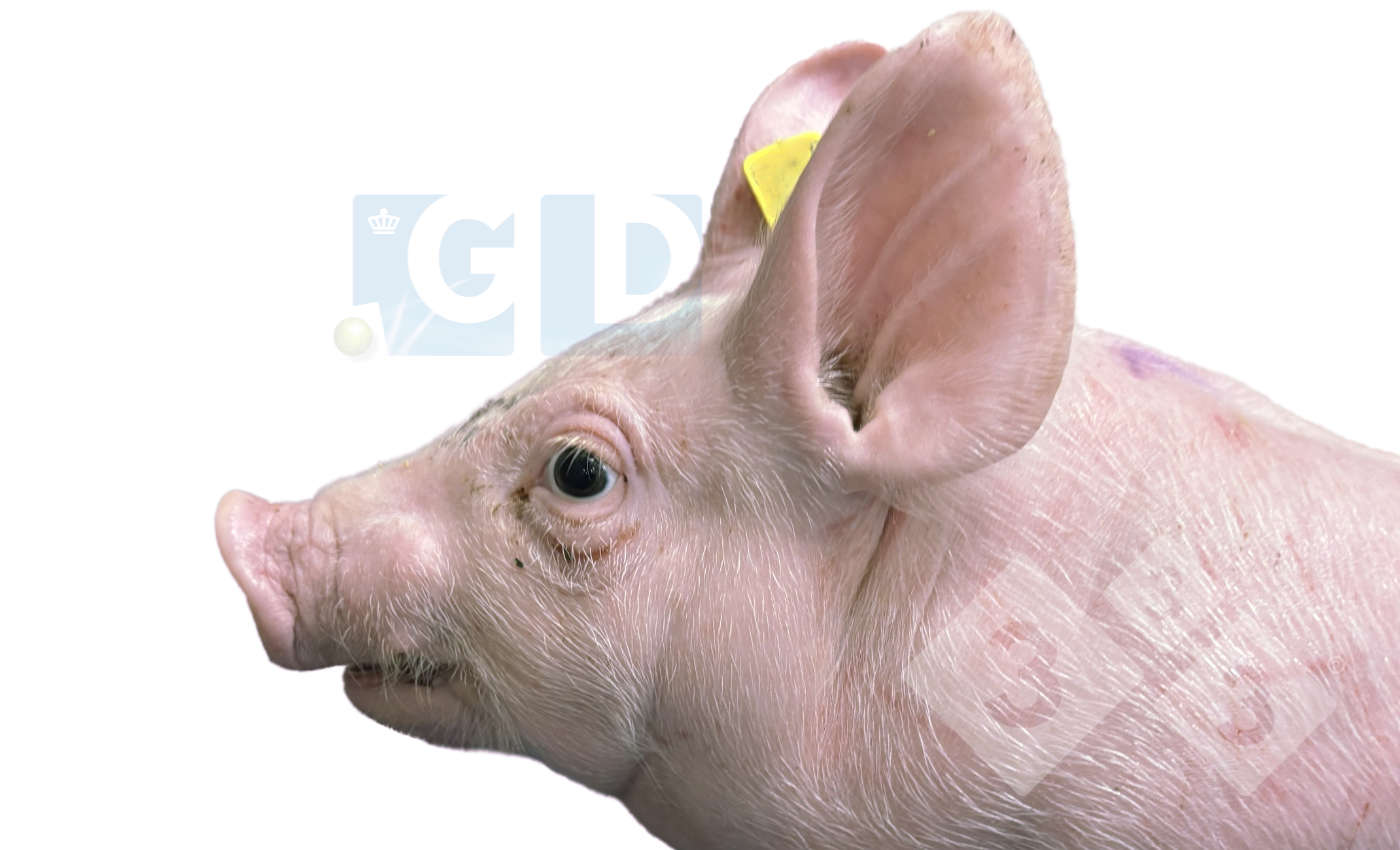 <p>Photo 1. Porcelet atteint, &acirc;g&eacute; de 4 semaines, pr&eacute;sentant un exophtalmie et un strabisme, une inflammation au niveau du cou et un raccourcissement de la m&acirc;choire inf&eacute;rieure. La peau du thorax pr&eacute;sente des &eacute;gratignures.</p>
