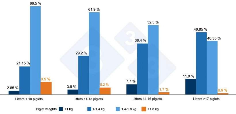Graph 2. Birth weights by prolificacy. Source: ThinkinPig 2015
