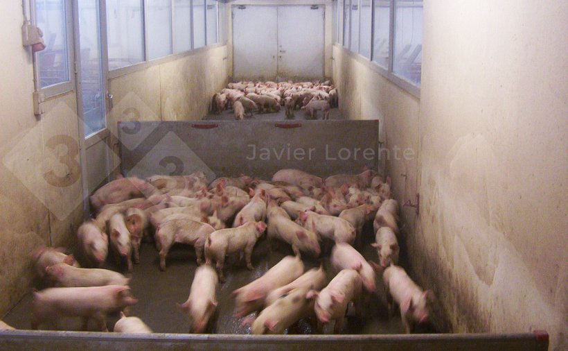 Photo 2. Piglets in the gated aisle. Having the load already ready reduces waiting times and piglet stress.