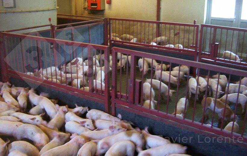 Photo 3. Piglets ready in the load-out area.