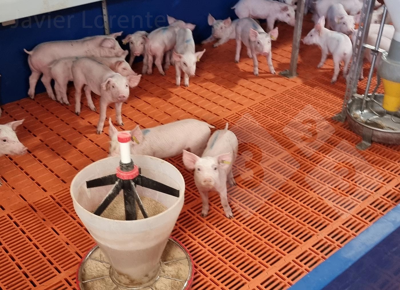 <p>Photo&nbsp;5. Group of small or medium piglets with an added&nbsp;hopper.</p>

