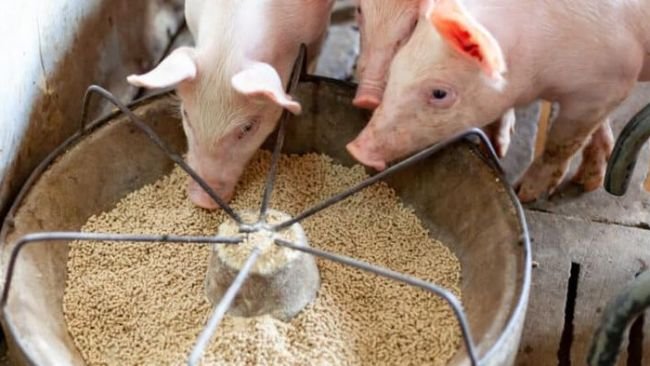 Hemp seed powder supplier Hemp seed powder supplier