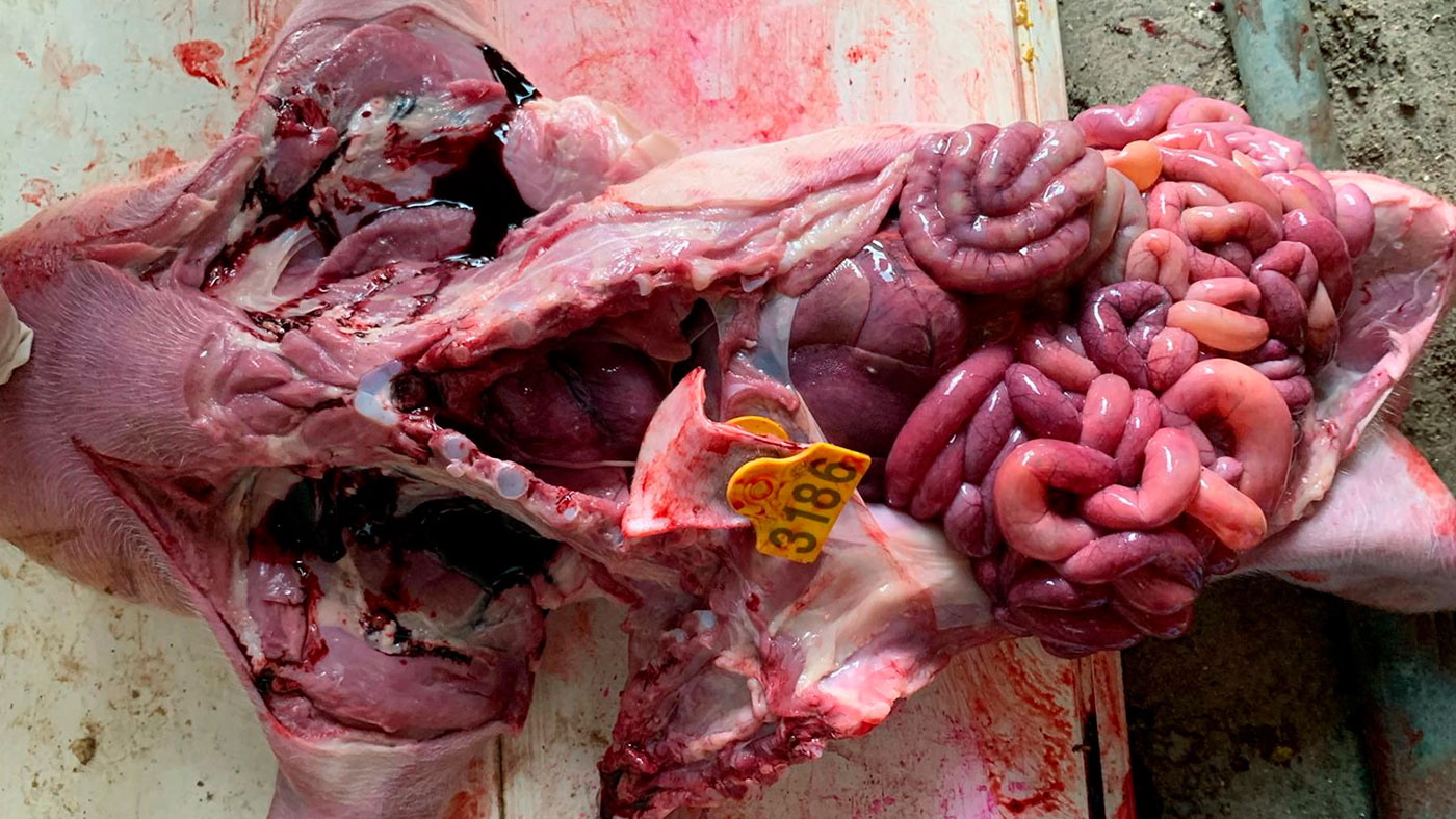 <p>Photo&nbsp;2: Digestive tract of a nursing piglet in which a large congestion in the small intestine and yellow liquid&nbsp;contents can be observed. This was a case diagnosed with beta-hemolytic&nbsp;<em>E.coli</em>.</p>
