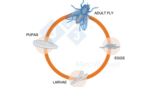 Figure&nbsp;1. Life cycle of the fly.
