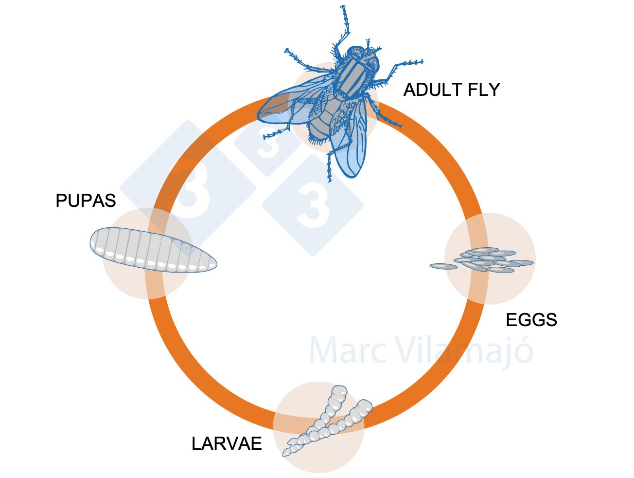<p>Figure&nbsp;1. Life cycle of the fly.</p>
