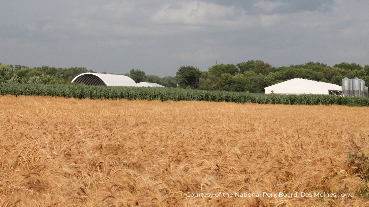 FAO price indices of major cereals declined in October