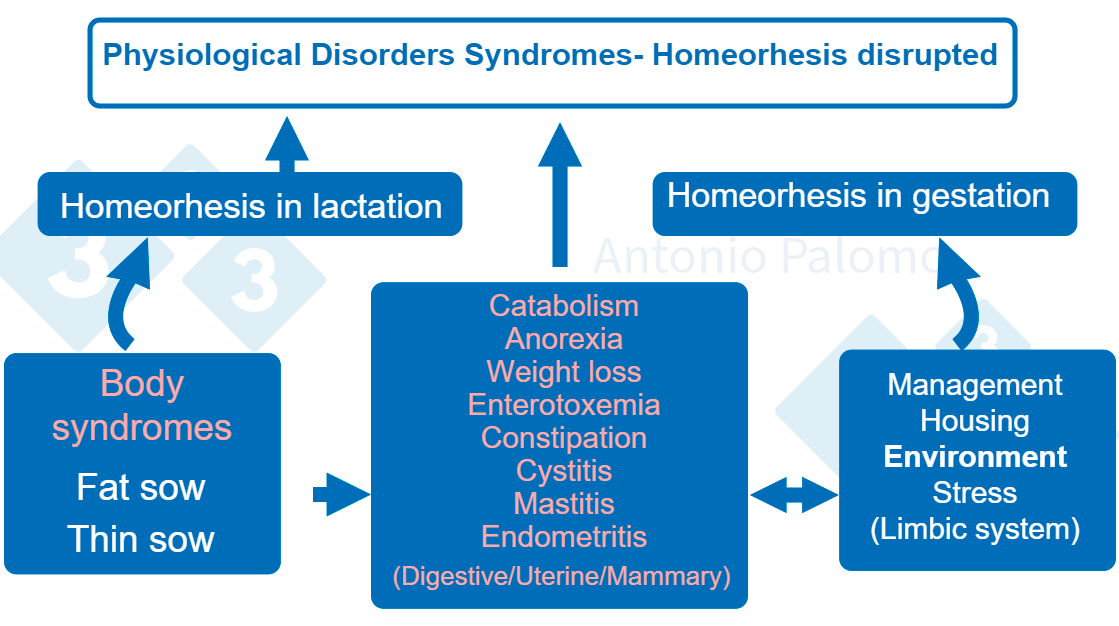 <p>Figure 1. Metabolic disorders in breeding sows.&nbsp;Post-farrowing pathophysiology, 2015. (Palomo, 2015).</p>
