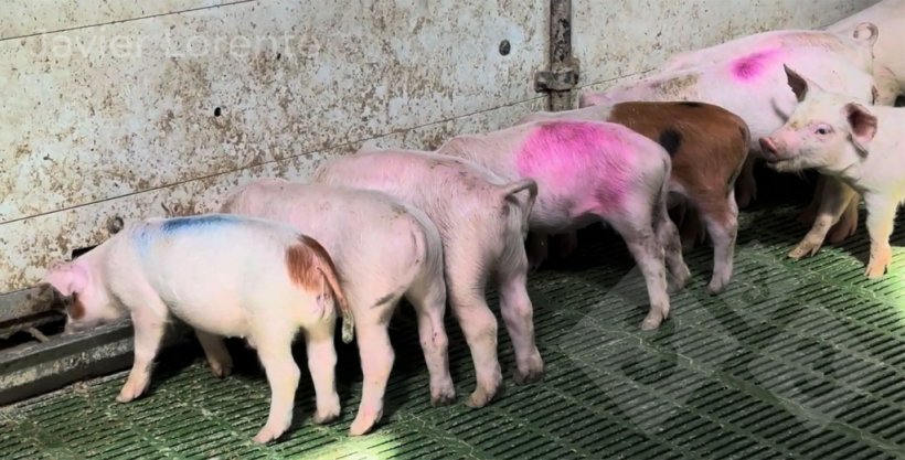 Photo 1. Pen of sick animals.
