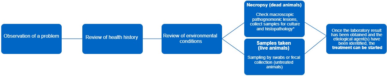 Decision tree laying out steps for correct diagnosis and treatment