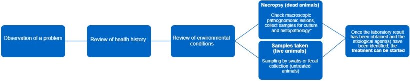 Figure 1. This decision tree lays out the steps to follow for an accurate diagnosis and correct treatment. *The type of lesion can give us information about what the infectious agent is.
